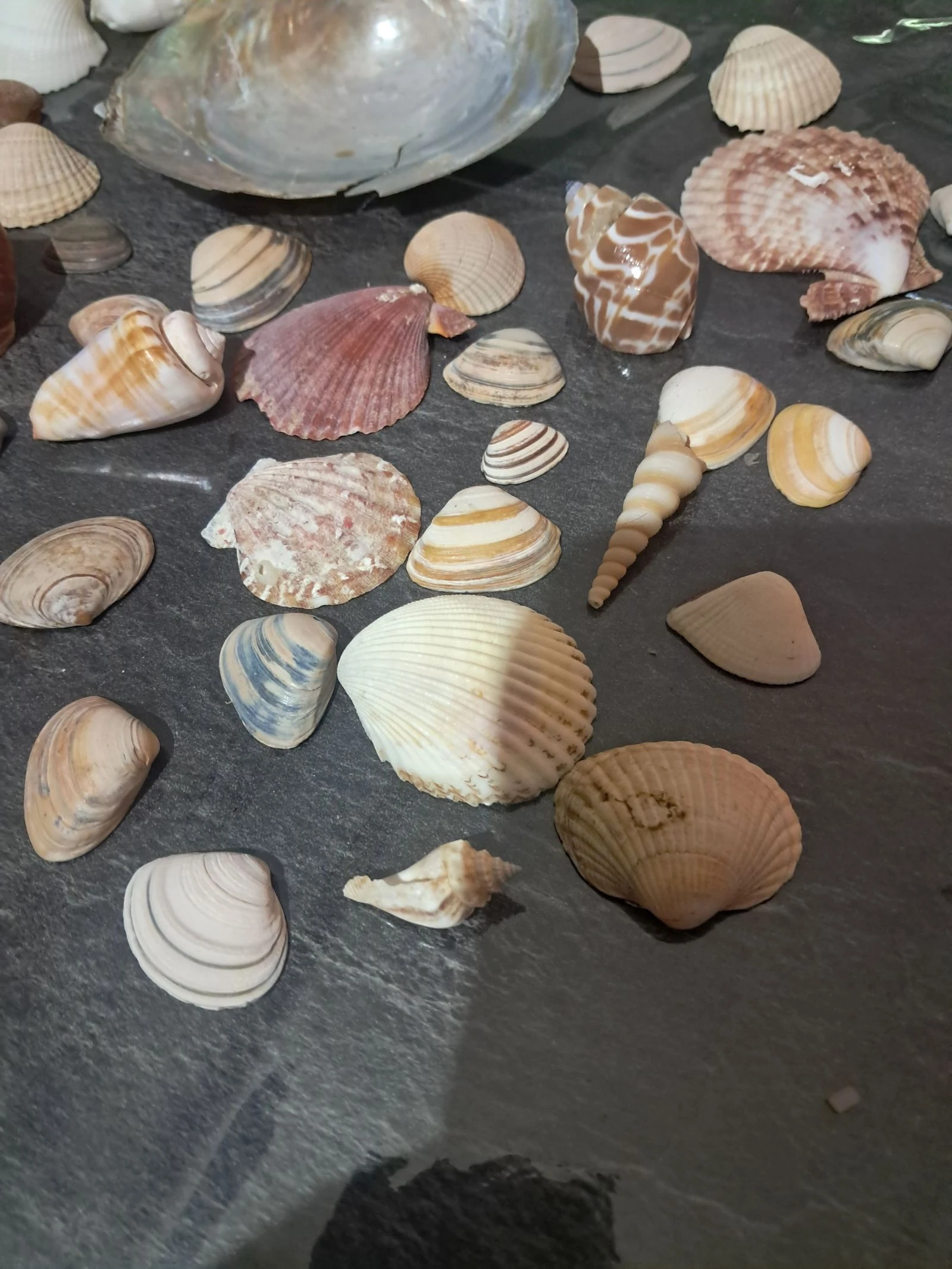 Batch of shells – photo 2